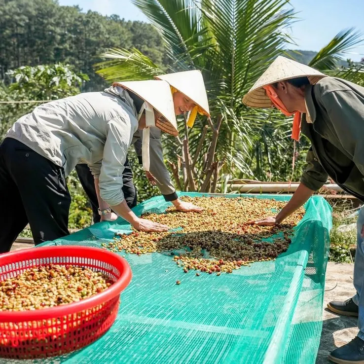 Phơi cà phê Robusta Honey