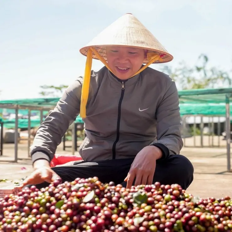 Thu hái trái chín