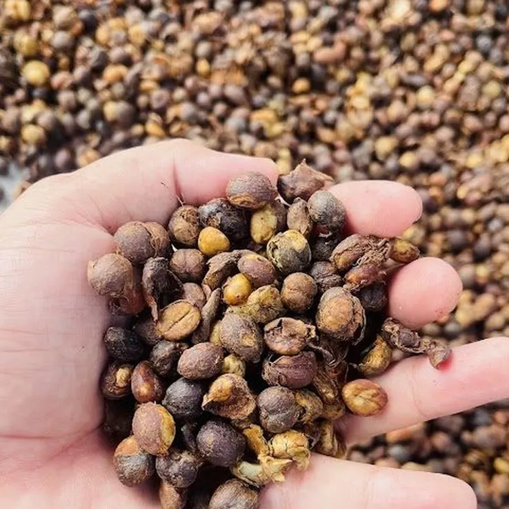 Robusta Natural