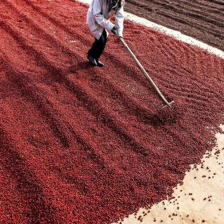 Cà phê Robusta chín được phơi